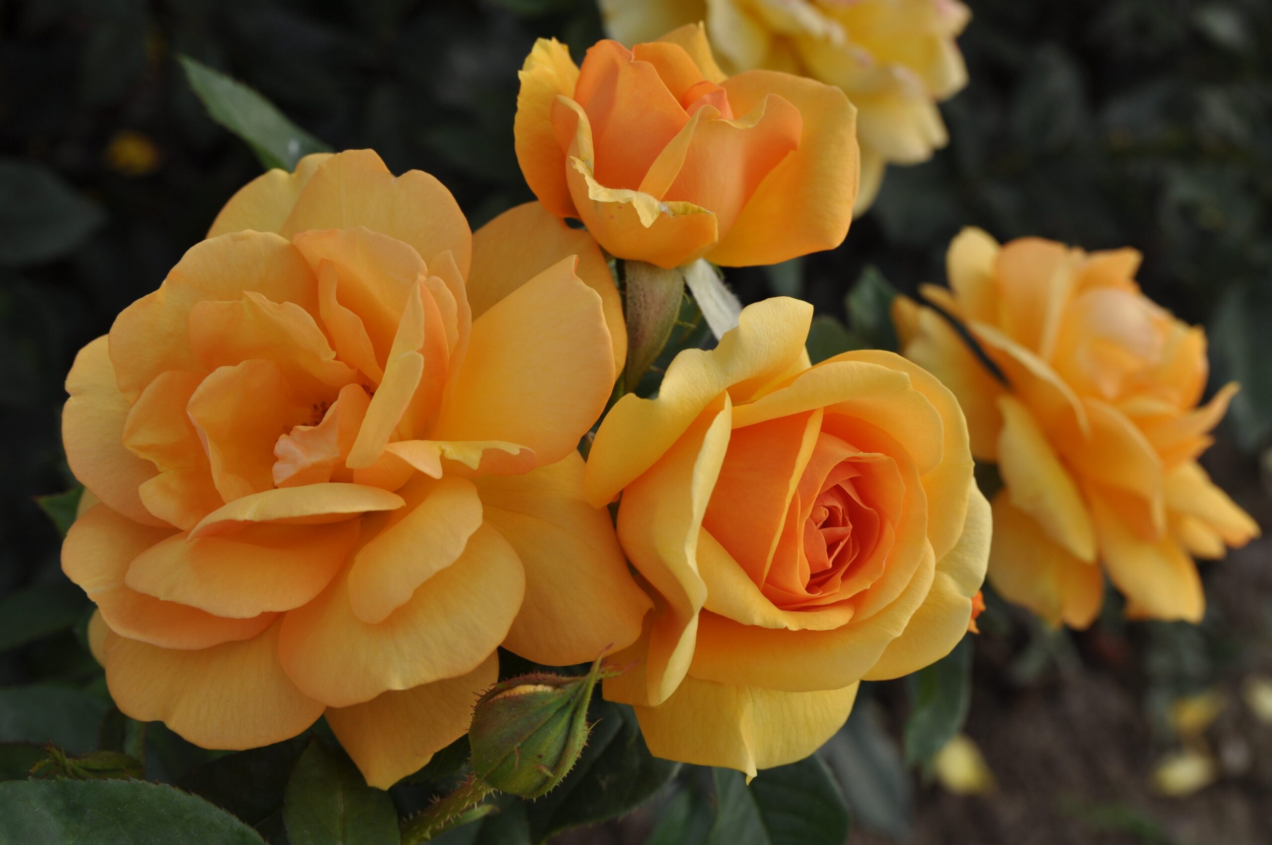 South Africa – Twin Cities Rose Club